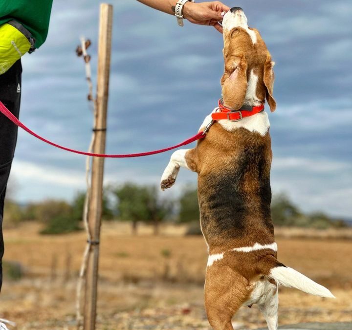 Training & behavior: tips and tricks out there to help you get started!