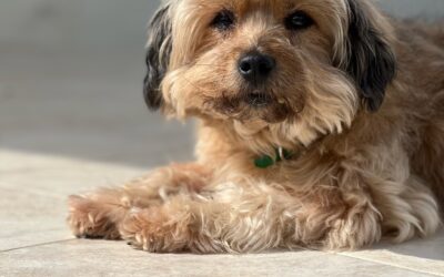 How to Choose the Right Dog Breed for Your Lifestyle